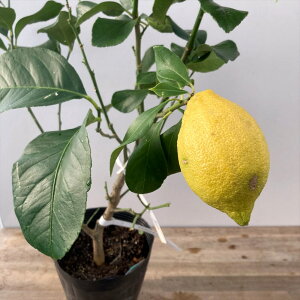 yi̔FA289zTCp̖؁@6|bgA@ c