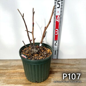 yi̔FPԁzVNNi䉖j XNfBhD[AvVX @7cynCubhVNNz