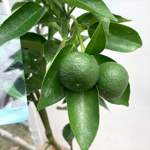 X_`itj@5c