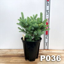 楽天市場】プンゲンストウヒ ホプシー（植木｜ガーデニング・農業 