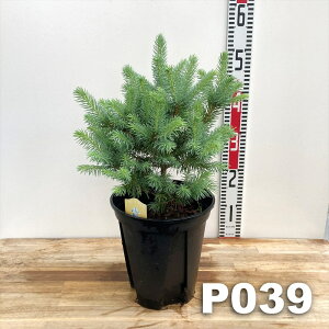 y`Iׂ錻i̔zsZAEvQXgEq@X[p[u[@c؁@7