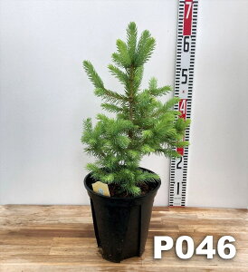 y`Iׂ錻i̔zsZAEvQXgEq@X[p[u[@c؁@7