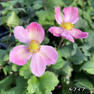 HeiVECMNjtBA@3.5c(c07)