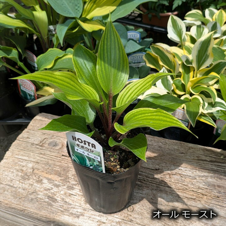 楽天市場】【品種が選べる】ギボウシ 3.5号ポット苗 (b11) : 千草園芸