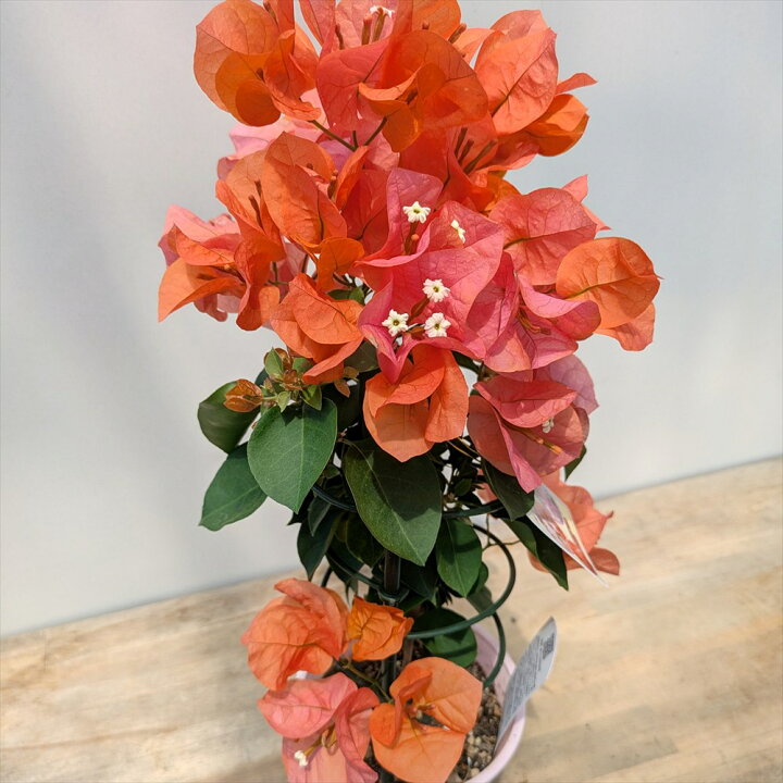 楽天市場】ブーゲンビリア カリフォルニアオレンジ 4号鉢植えブーケ 