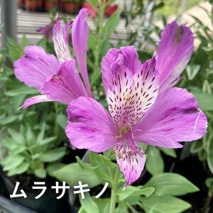 yiőIׂzAXgA@4.5|bgc(J10)