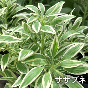 yiőIׂzAXgA@4.5|bgc(J10)