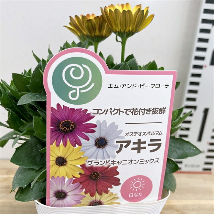 楽天市場】【花色で選ぶ】オステオスペルマム グランドキャニオン 