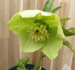 クリスマスローズ 開花見込み株 実生苗  シングル咲き グリーン 4号ポット苗