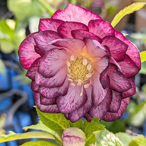 yizNX}X[Y @_u炫@S[hI[An@oCJ[@5XbgA@A275yBeF25N322z