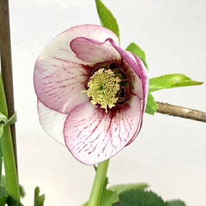 yizNX}X[Y @VO炫@zCgn@oCJ[/xC@5A@A346rbyBeF25N329z