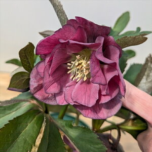 yizNX}X[Y @_u炫@bh/p[vn@6A@A356yBeF25N329z