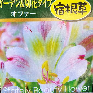 yiőIׂzAXgA@3.5|bgc(c02)