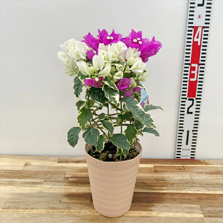楽天市場】ブーゲンビリア ブルーハワイ (斑入り葉 ピンク花＆白花 
