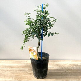 【品種が選べる】フィンガーライム　接ぎ木　4号　苗木