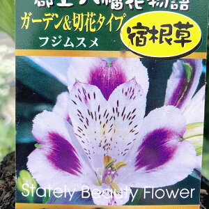 yiőIׂzAXgA@3.5|bgc(c02)