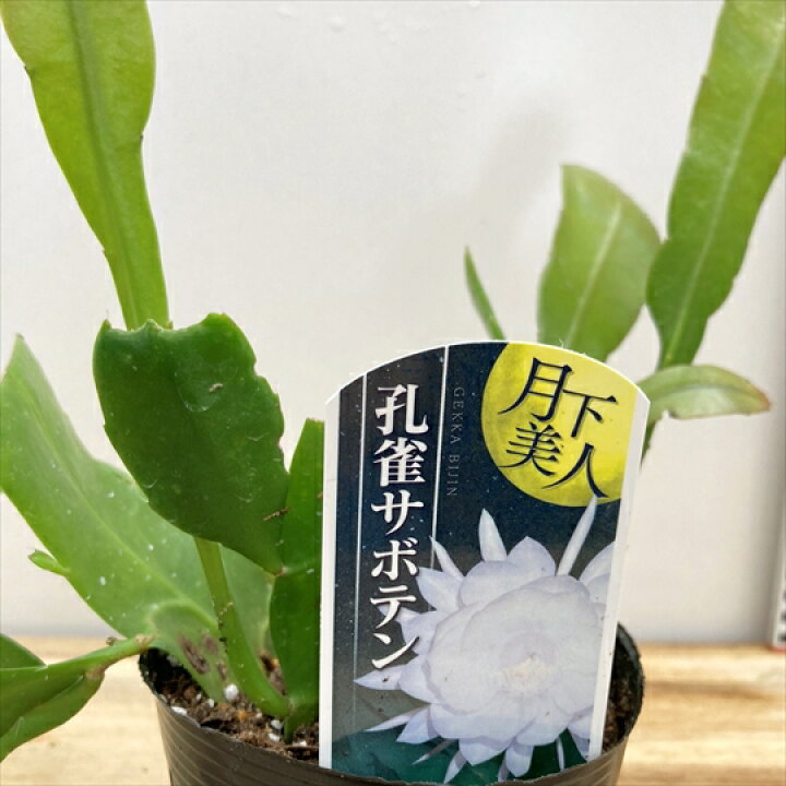 楽天市場】月下美人(ゲッカビジン) 3.5号苗(h38) : 千草園芸