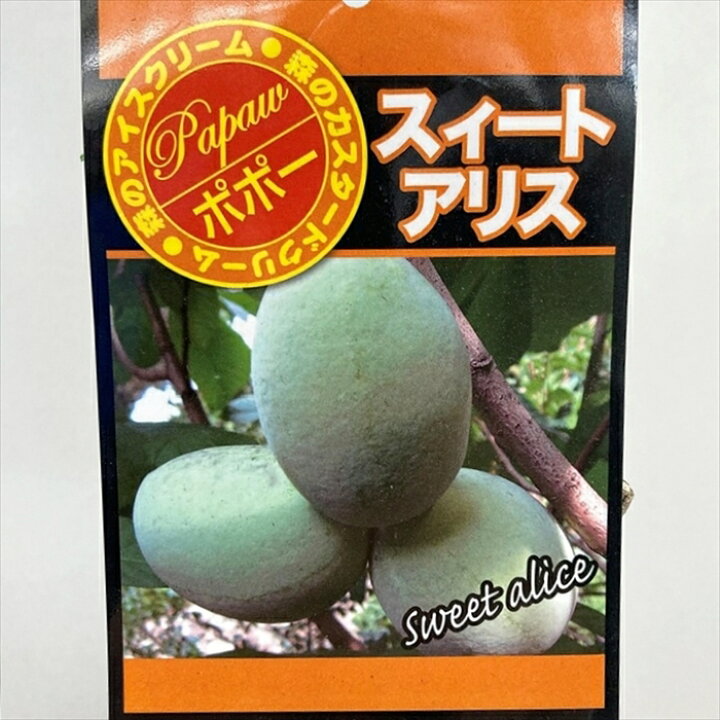 楽天市場】【選べる現品販売】ポポー スイートアリス 接ぎ木苗 6号 