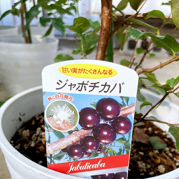 楽天市場】【選べる現品販売】ジャボチカバ 苗木 7号～8号鉢植え（四季 