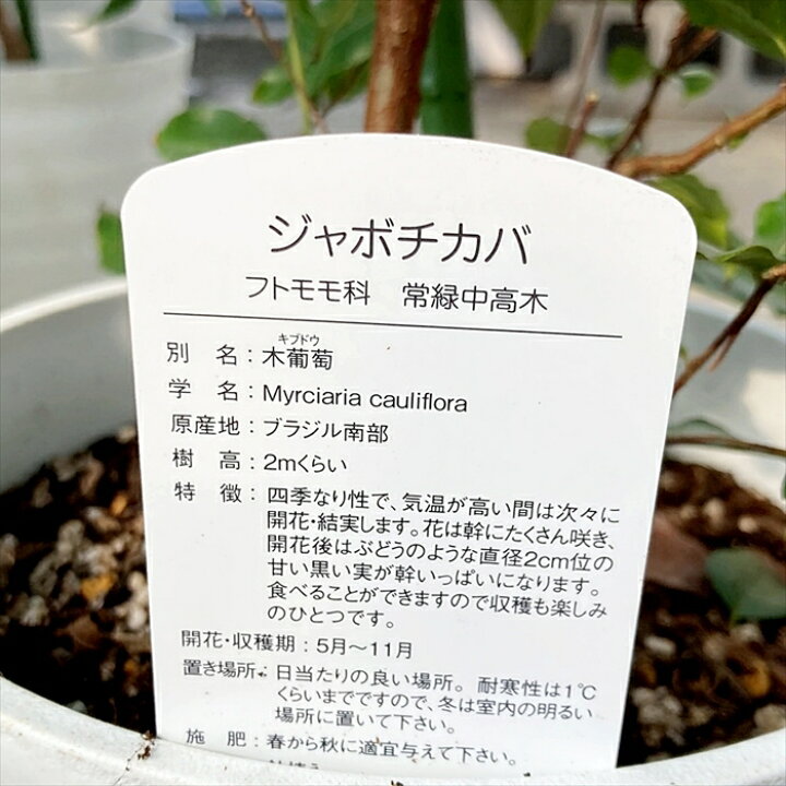楽天市場】【選べる現品販売】ジャボチカバ 苗木 7号～8号鉢植え（四季 