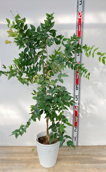 楽天市場】【選べる現品販売】ジャボチカバ 苗木 7号鉢植え（四季成り 