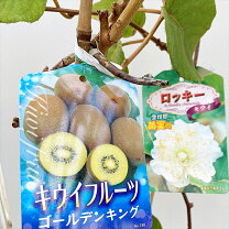 楽天市場】キウイ 雄 雌 セットの通販