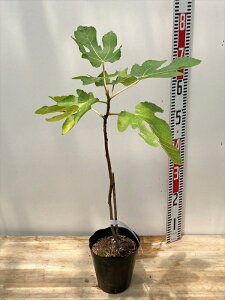 C`WN@vĂ날܁iNA}j@4.5c(e03)