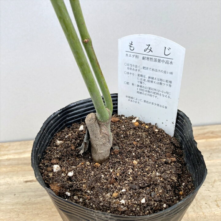 楽天市場】モミジ 黄八丈（キハチジョウ）接ぎ木苗木 4.5号（y08 
