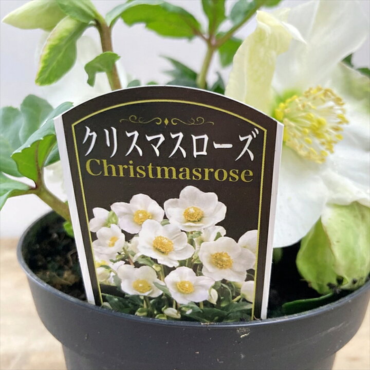 楽天市場】クリスマスローズ ニゲル ホワイト/一重咲き 5号苗(g10 