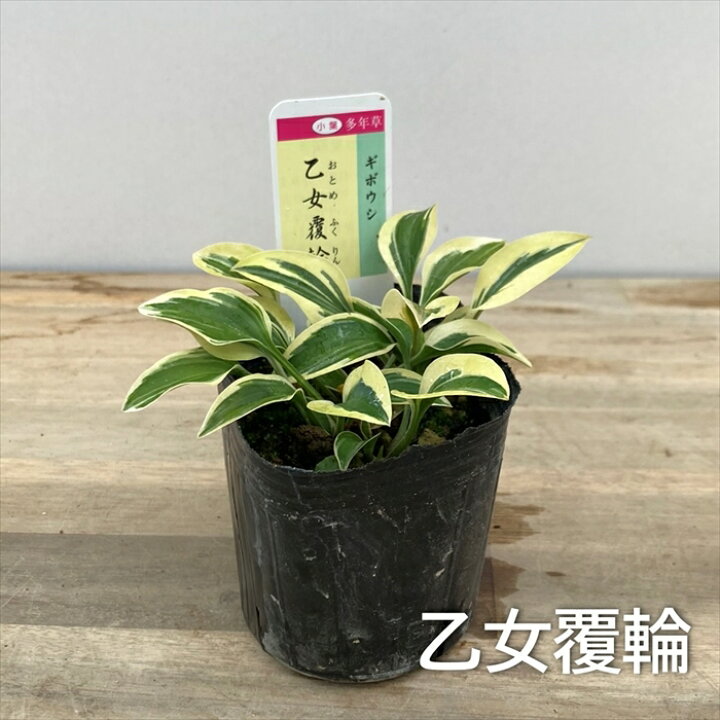 楽天市場】【種類で選ぶ】ギボウシ（ホスタ） 3号苗（i06） : 千草園芸