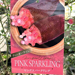 tBK[C@usNXp[NOv@5c؁iڂ؁j