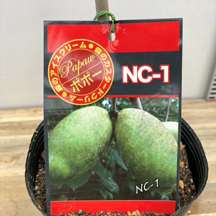 楽天市場】【樹形が選べる現品販売】ポポー NC-1 接ぎ木苗 6号鉢植え 