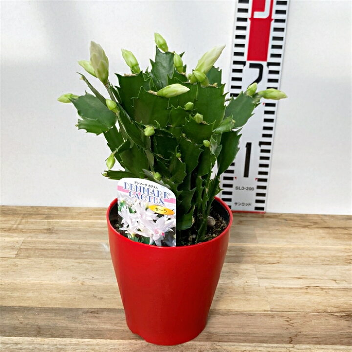 楽天市場】シャコバサボテン（蝦蛄葉サボテン）セーラ 4号鉢植え 