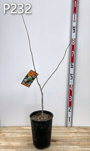 y`Iׂ錻i̔z||[ @XC[gAX@ ڂؕc 6A (z01-3)