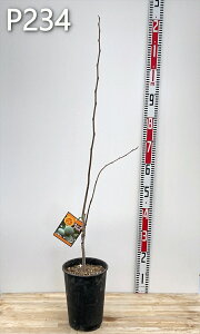 y`Iׂ錻i̔z||[ @XC[gAX@ ڂؕc 6A (z01-3)