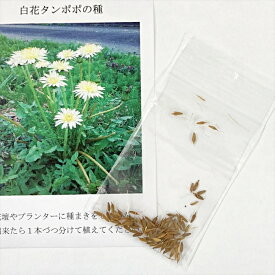 シロバナタンポポの種