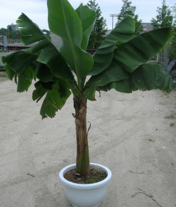 楽天市場】ミニバナナ 15号鉢植え : 千草園芸