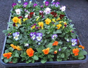 rIX~c@40yP[X̔zG߂̉ԕc