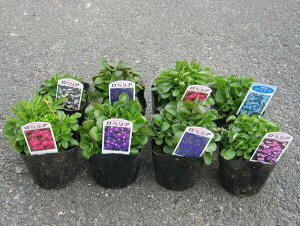 苗 ロベリアの人気商品 通販 価格比較 価格 Com