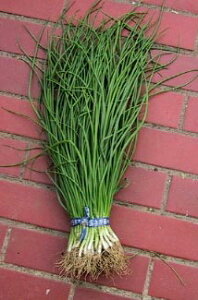 y\iz^LC̑^}lMc u\jbNv@100{łIт