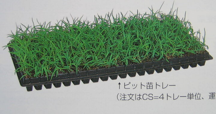 楽天市場】ティフブレア ピット苗 4トレー【受注生産納期要確認 