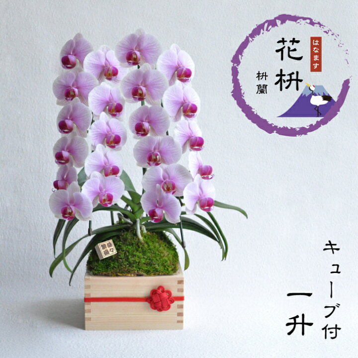 楽天市場 花枡 枡蘭ミニコチョウラン 2本立 ピンク 一升 キューブ付岐阜県 大垣産 檜枡 桧 ヒノキ 升 枡 花 胡蝶蘭 コチョウラン 誕生日 敬老の日 プレゼント 古希 喜寿 米寿 傘寿 長寿祝い 結婚 お祝い 贈り物 開店 開業 移転 御祝 京都 ちきりや 花枡庵