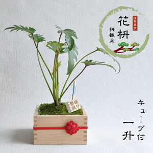 クッカバラ 花の人気商品 通販 価格比較 価格 Com クッカバラ 花の人気商品 通販 価格比較 価格 Com