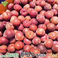 がらり(すもも) 4kg 鹿児島県産 加工用 化学肥料・農薬不使用 ガラリ 花螺李 いぐりもも スモモ 冷蔵便 …