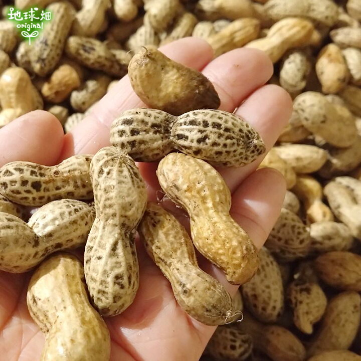楽天市場】2024年産 生落花生 2kg 有機栽培 鹿児島県産 冷蔵便 生 化学 