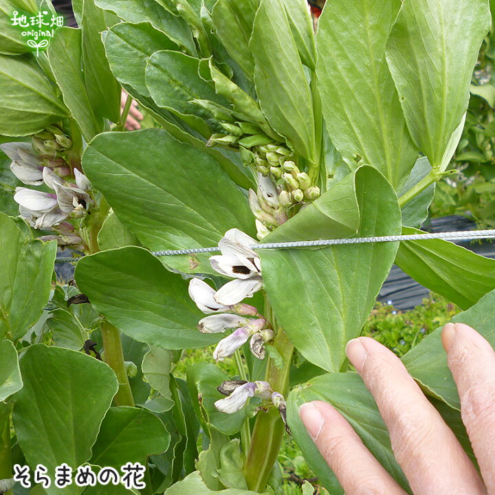 楽天市場 そら豆 2kg 有機栽培 鹿児島県産 農薬 化学肥料不使用 そらまめ 空豆 蚕豆 ソラマメ 冷蔵便 まとめ買い 業務用 送料無料 有機jas 発送期間5月中旬迄 地球畑