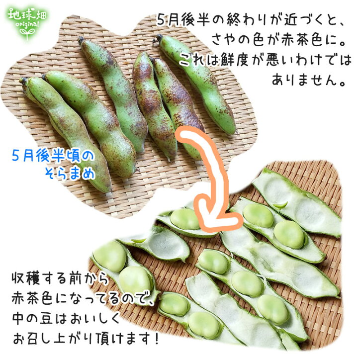 楽天市場 そら豆 2kg 鹿児島県産 農薬 化学肥料 除草剤不使用 そらまめ 空豆 蚕豆 ソラマメ 冷蔵便 送料無料 発送期間5月中旬迄 地球畑 楽天市場 そら豆 2kg 鹿児島県産 農薬 化学肥料 除草剤不使用 そらまめ 空豆 蚕豆 ソラマメ 冷蔵便 送料無料 発送期間5月中旬迄 地球畑