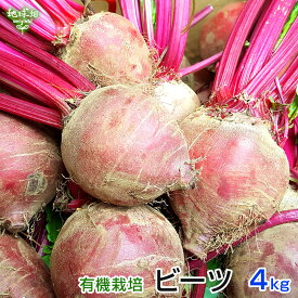 楽天市場 ビーツ 食品 の通販