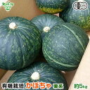 有機かぼちゃ 約5kg(2〜5玉) 鹿児島県産 宮崎県産 熊本県産 栗系品種 有機栽培 有機JAS 南瓜 オーガニック カボチャ pumpkin squash 南京 無農薬 発送期間6月中旬〜7月 11月下旬〜1月