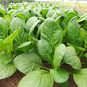 小松菜×10P有機栽培鹿児島県産無農薬オーガニックorganicこまつなコマツナ冷蔵便